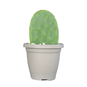 ficodindia in vaso pianta vera