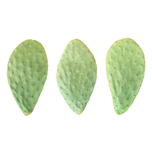pale di ficodindia da piantare
