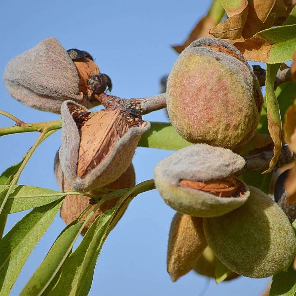 mandorle siciliane